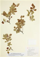 藏品(三裂葉漆)的圖片